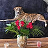 dog, couch, flower_vase, flowers, candles, wooden_table, brick_wall, indoor, relaxed, brindle, plant, greenery, living_room, pet, furniture, decor, home, leisure, resting, canine