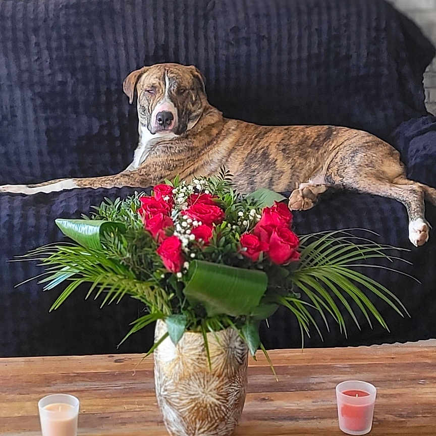 Umbro participe au concours pour gagner de l'argent avec cette photo : dog, couch, flower_vase, flowers, candles, wooden_table, brick_wall, indoor, relaxed, brindle, plant, greenery, living_room, pet, furniture, decor, home, leisure, resting, canine