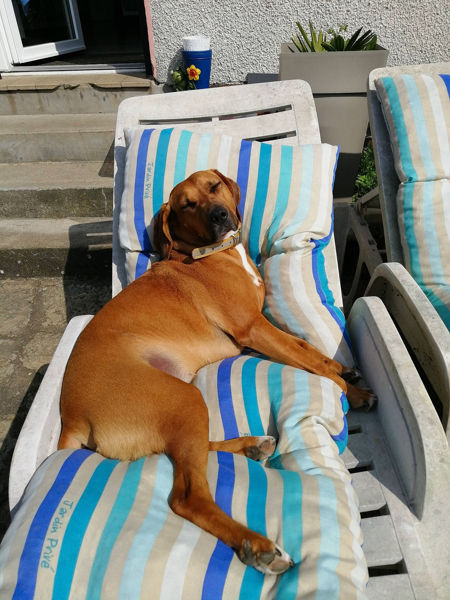 Belle participe au concours pour gagner de l'argent avec cette photo : armrest, blue, canidae, car_seat, car_seat_cover, carnivore, collar, comfort, companion_dog, dog, dog_breed, dog_supply, fawn, human_leg, leisure, liver, outdoor_furniture, pet_supply, sporting_group, working_animal