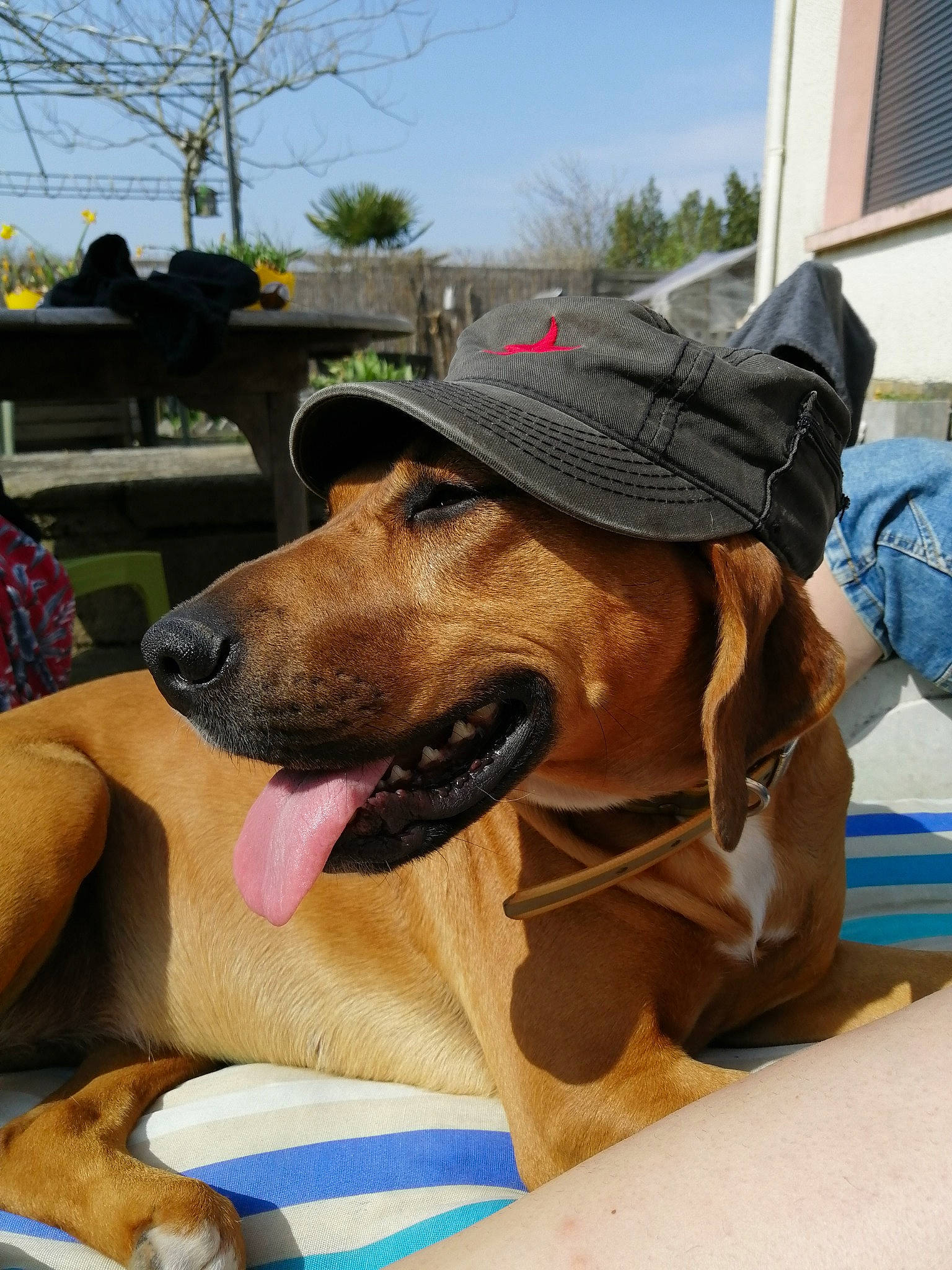 Belle participe au concours pour gagner de l'argent avec cette photo : canidae, cap, carnivore, collar, companion_dog, dog, dog_breed, dog_collar, dog_supply, fashion_accessory, fawn, hat, leash, pet_supply, sky, snout, sporting_group, sun_hat, tree, working_animal