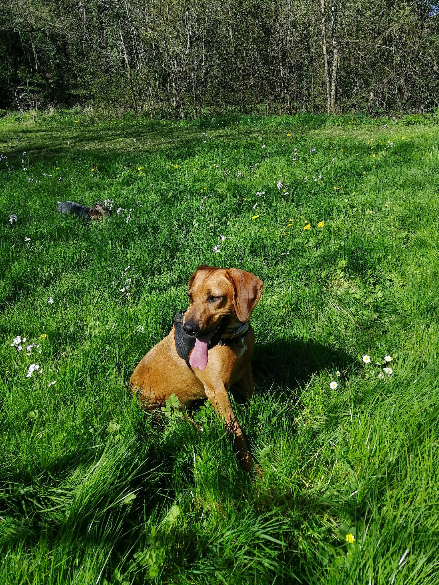 Belle participe au concours pour gagner de l'argent avec cette photo : canidae, carnivore, collar, companion_dog, dog, dog_breed, dog_collar, fawn, grass, grass_family, grassland, groundcover, lawn, meadow, plant, prairie, snout, tail, tree, working_animal