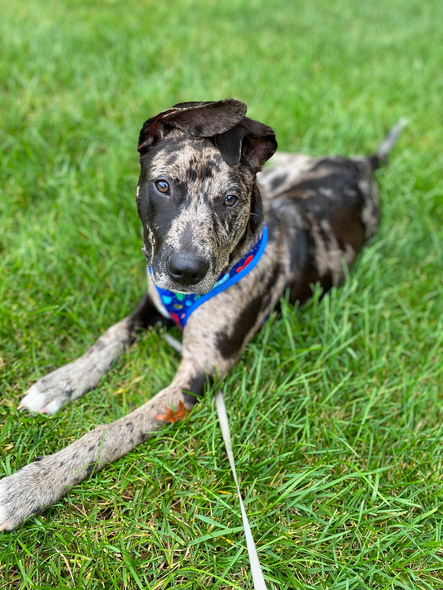 Bentley is registered to the contest to win money with this photo: canidae, carnivore, collar, companion_dog, dog, dog_breed, dog_collar, fawn, grass, groundcover, herding_dog, leash, plant, puppy, snout, sporting_group, tail, terrestrial_animal, working_animal, working_dog