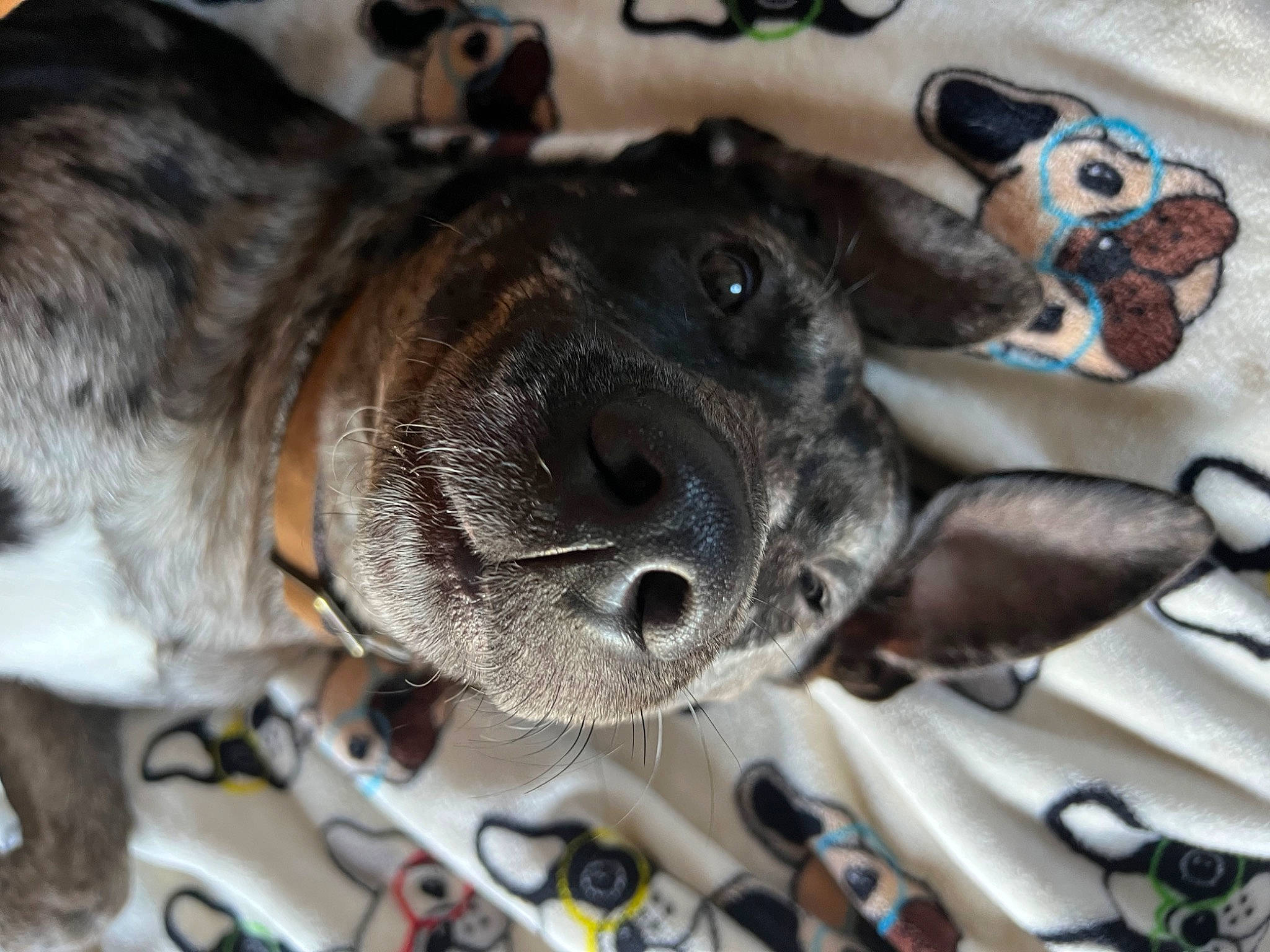 Bentley is registered to the contest to win money with this photo: canidae, carnivore, collar, companion_dog, dog, dog_breed, dog_collar, ear, fawn, fur, guard_dog, head, leash, paw, snout, sporting_group, tail, toy_dog, whiskers, working_animal