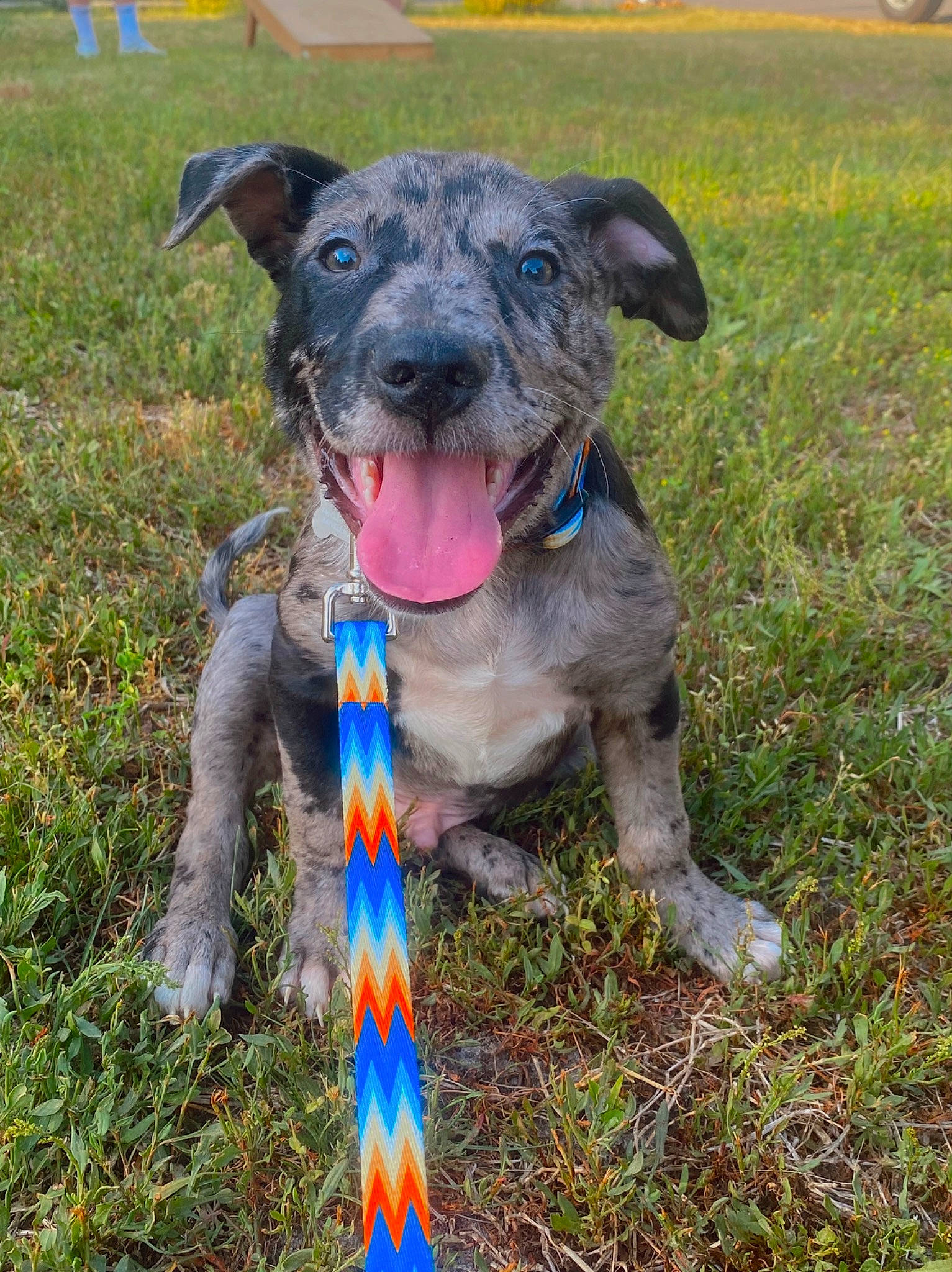 Bentley is registered to the contest to win money with this photo: carnivore, collar, companion_dog, dog, dog_breed, dog_collar, dog_supply, dog_walking, electric_blue, fashion_accessory, grass, grassland, guard_dog, leash, liver, pet_supply, plant, sporting_group, working_animal, working_dog