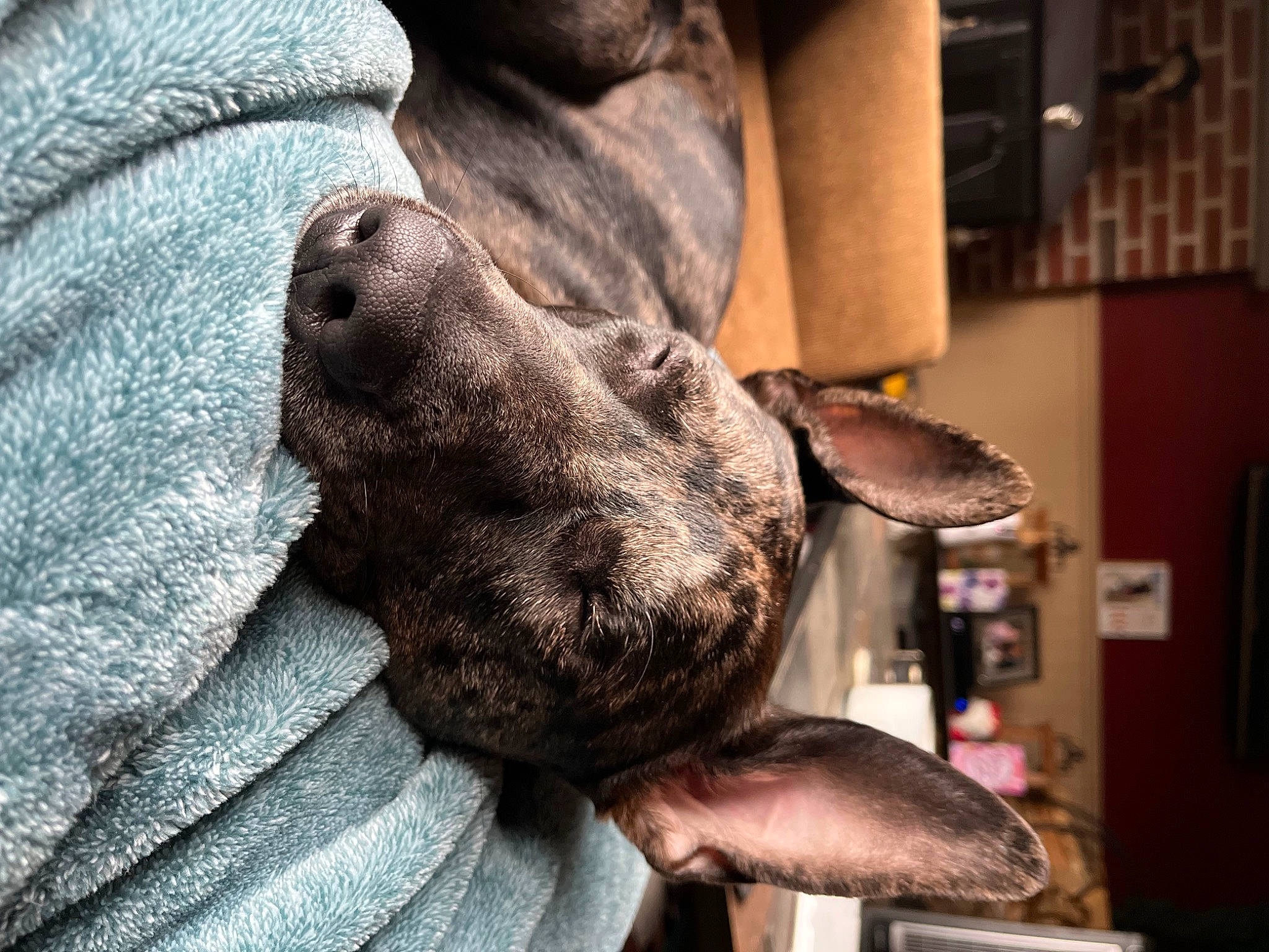 Bentley is registered to the contest to win money with this photo: canidae, carnivore, collar, comfort, companion_dog, dog, dog_breed, ear, fawn, fur, gesture, great_dane, grey, human_leg, liver, snout, sporting_group, whiskers, working_animal, wrinkle