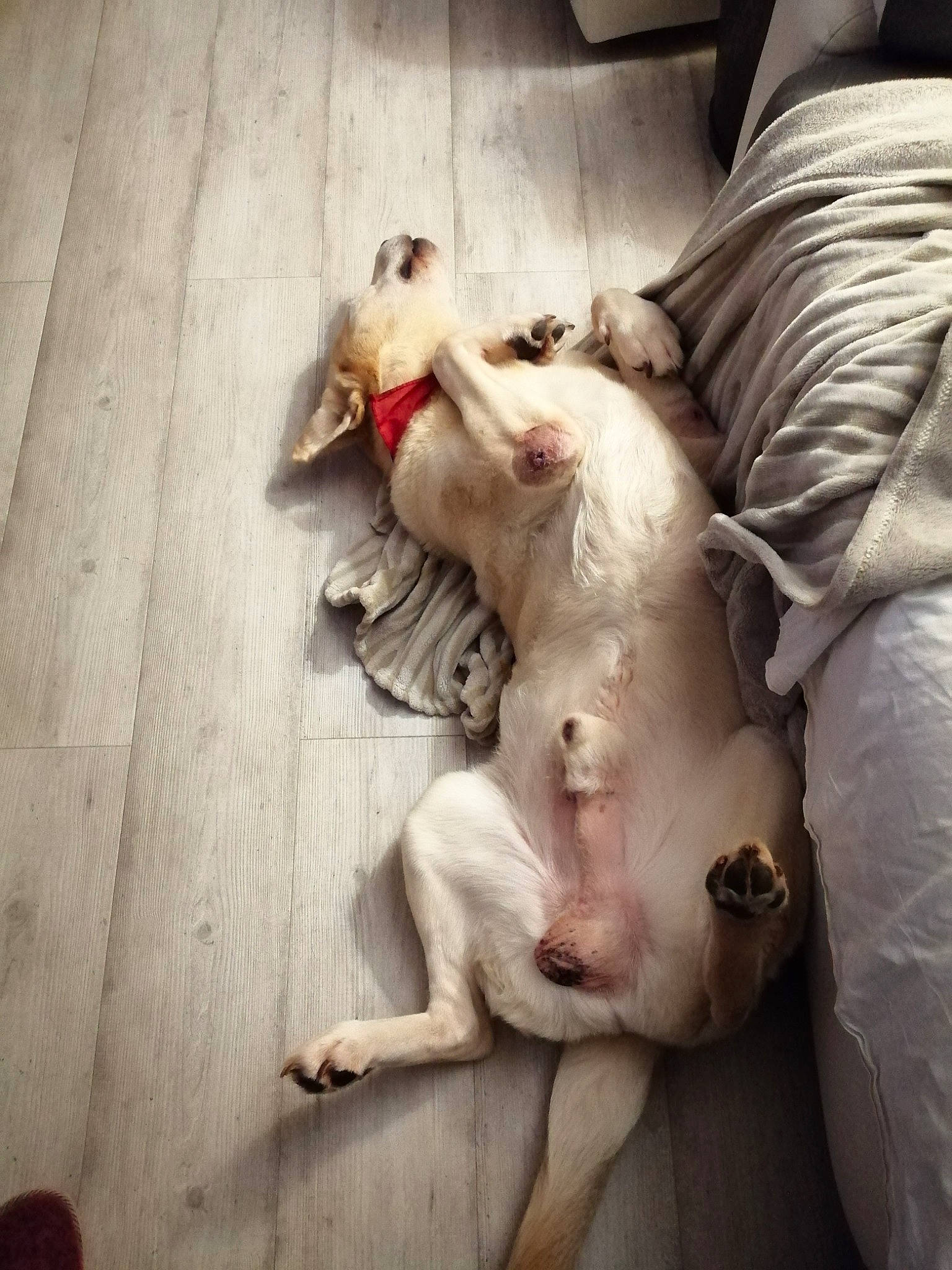 Endy participe au concours pour gagner de l'argent avec cette photo : american_bulldog, canidae, carnivore, companion_dog, dog, dog_breed, dogo_argentino, guard_dog, non_sporting_group, pit_bull, puppy, puppy_love