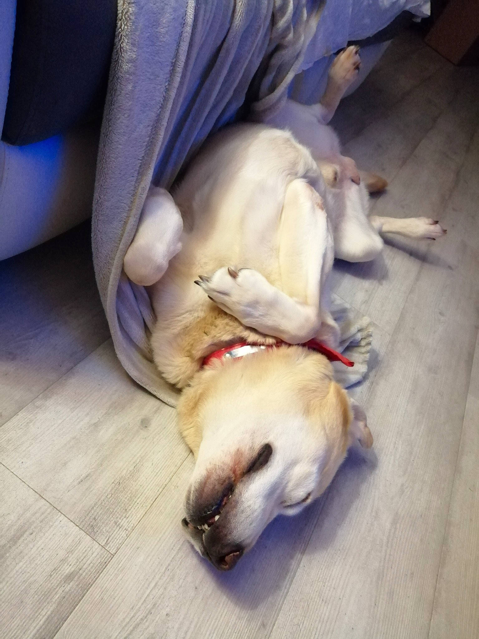 Endy a rejoint le concours — aidez-le/la à gagner de superbes lots ! aspin, canidae, carnivore, companion_dog, dog, dog_breed, fawn, floor, labrador_retriever, paw, pug, puppy, puppy_love, retriever, snout, sporting_group, street_dog, tail