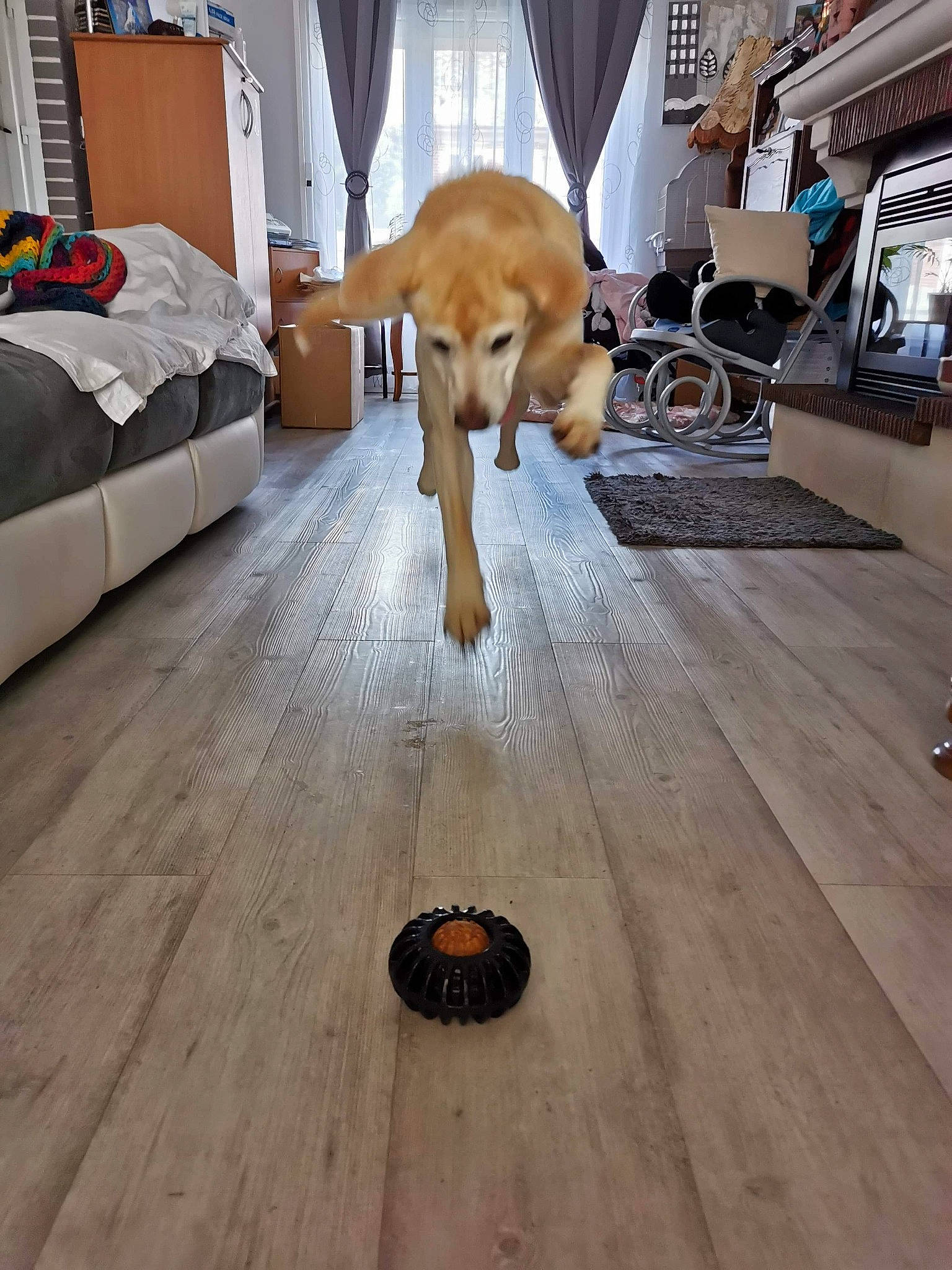 Endy a rejoint le concours — aidez-le/la à gagner de superbes lots ! canidae, carnivore, companion_dog, dog, dog_breed, fawn, floor, flooring, hardwood, laminate_flooring, sporting_group, wood, wood_flooring