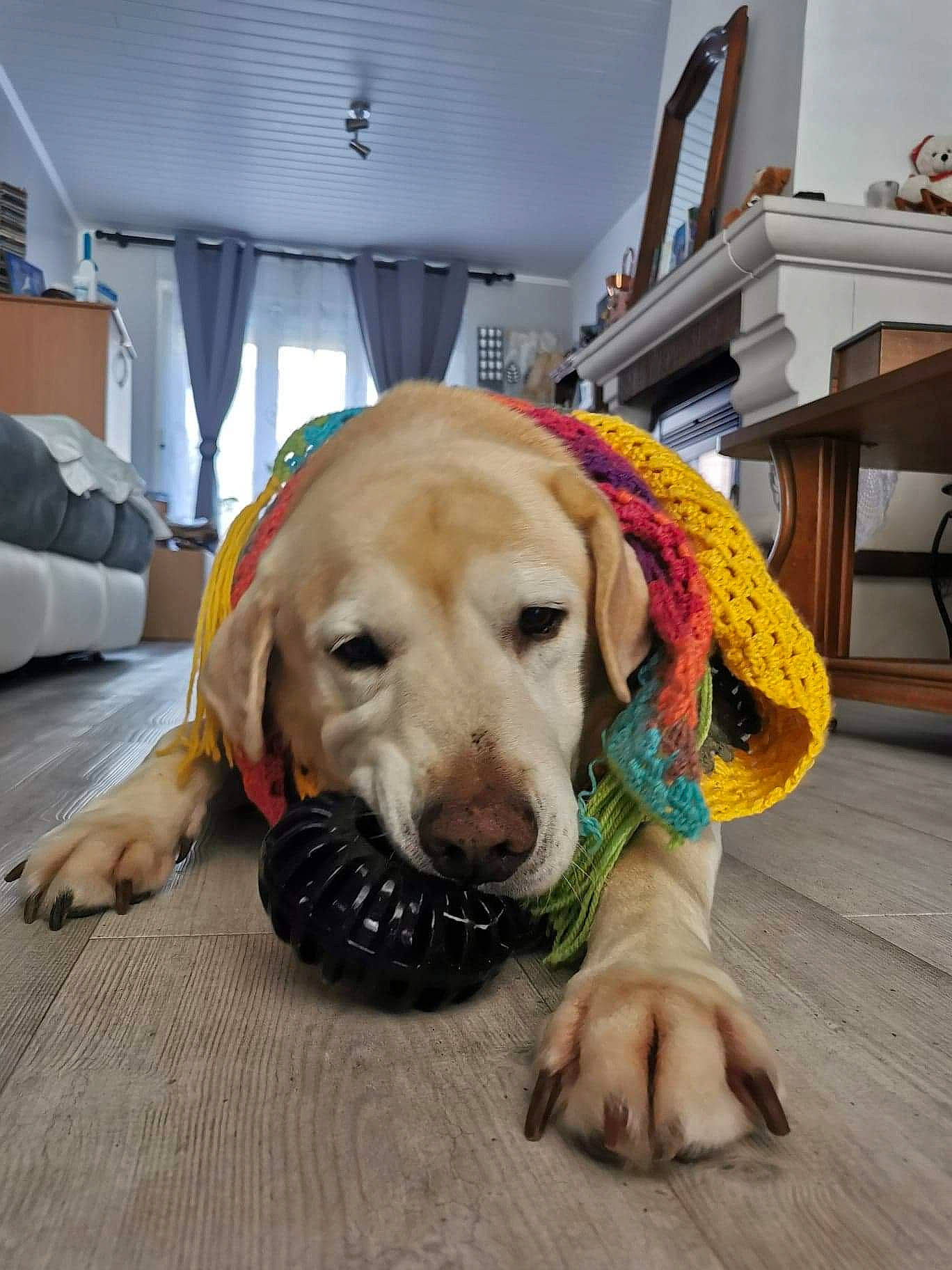 Endy participe au concours pour gagner de l'argent avec cette photo : beagador, canidae, carnivore, companion_dog, dog, dog_breed, dog_toy, fawn, floor, golden_retriever, labrador_retriever, mammal, puppy, retriever, snout, sporting_group, yellow