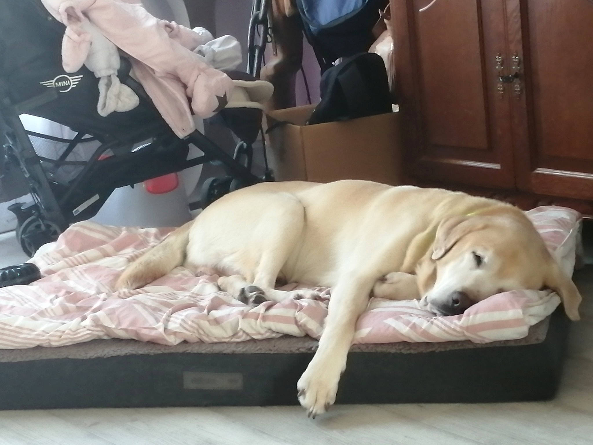 Endy a rejoint le concours — aidez-le/la à gagner de superbes lots ! beagador, canidae, carnivore, companion_dog, dog, dog_breed, fawn, golden_retriever, labrador_retriever, nap, puppy, puppy_love, retriever, sleep, sporting_group, tail