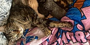 Perle a rejoint le concours — aidez-le/la à gagner de superbes lots ! animal, baby, blanket, cat, comfort, cozy, cute, family, fur, indoor, kitten, mammal, mother, nest, newborn, pet, resting, rug, sleeping, tabby