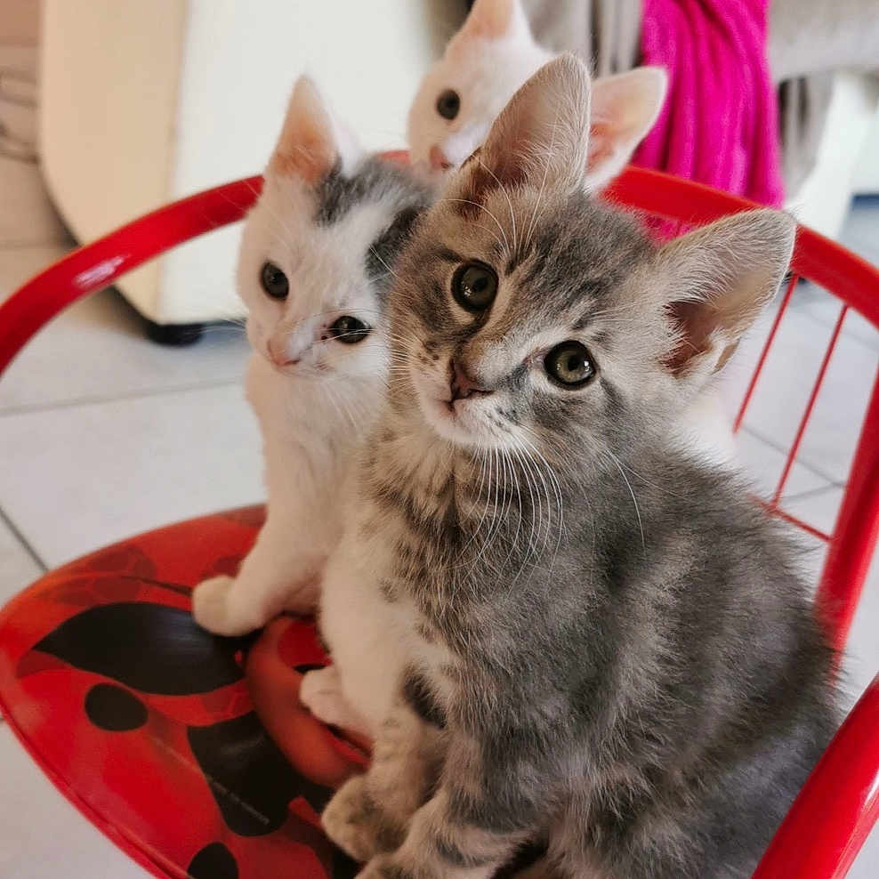 Snow Et Sylver