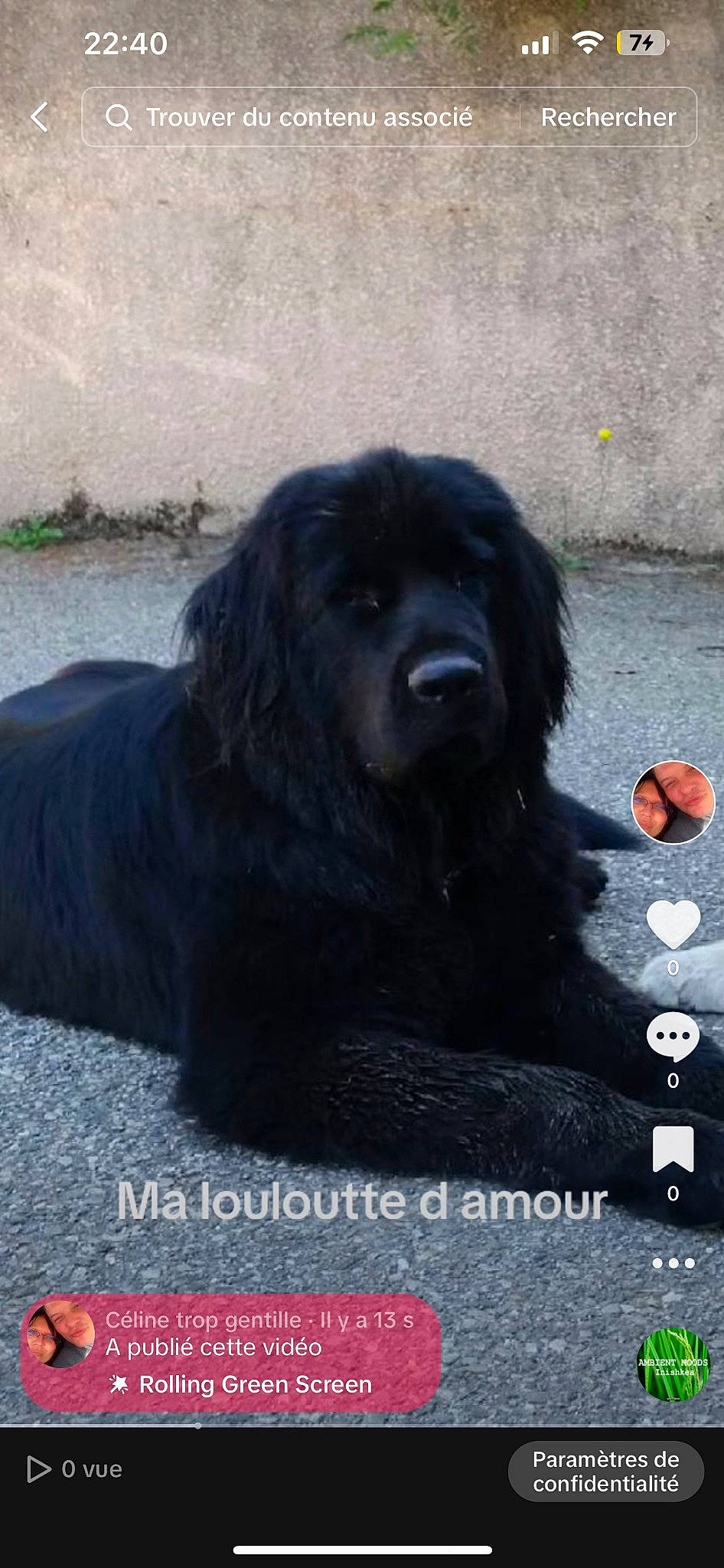 Louloutte a rejoint le concours — aidez-le/la à gagner de superbes lots ! canidae, carnivore, companion_dog, dog, dog_breed, font, fur, gaddi_kutta, giant_dog_breed, liver, photo_caption, sporting_group, terrestrial_animal, tibetan_mastiff, working_dog
