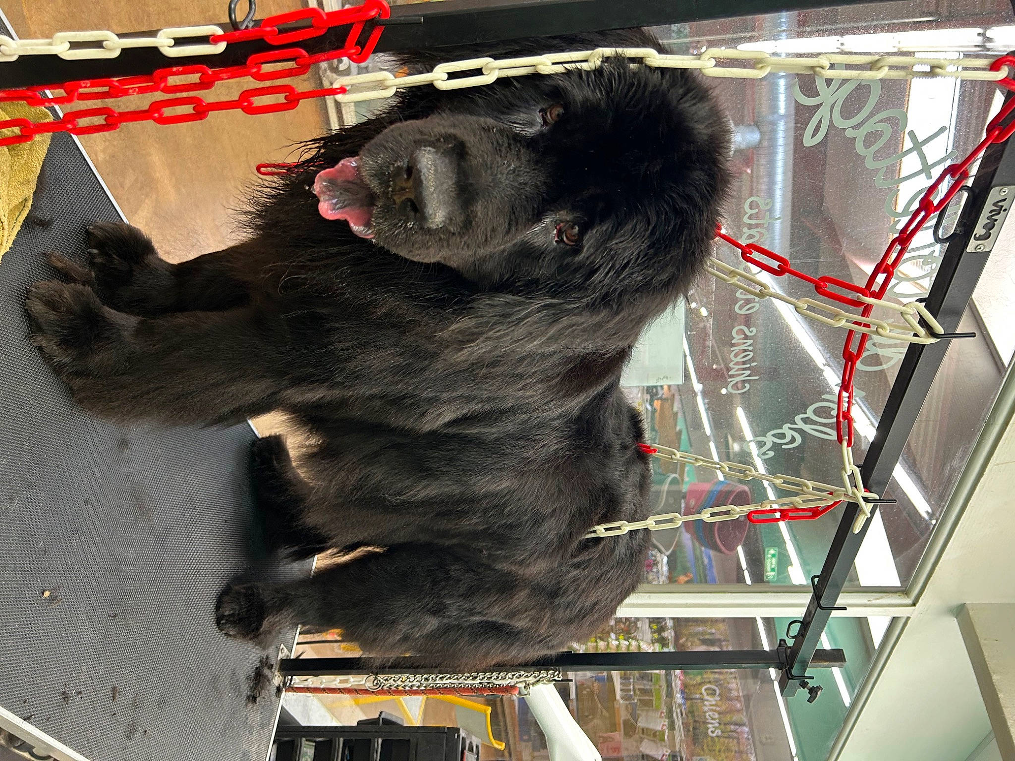 Louloutte participe au concours pour gagner de l'argent avec cette photo : american_black_bear, bear, canidae, carnivore, dog_breed, fur, metal, snout, sporting_group, tail, terrestrial_animal, tire, working_animal