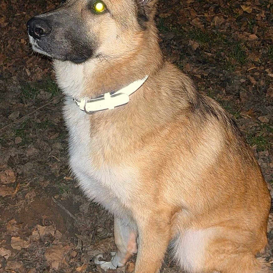 Sam participe au concours pour gagner de l'argent avec cette photo : alert, canine, collar, dog, domestic_animal, ears_up, flash, fur, german_shepherd_mix, glowing_eyes, grass, ground, leaves, muzzle, night, outdoors, paws, pet, portrait, sitting