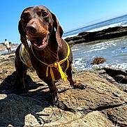 Noodles joined the competition — help win amazing prizes! dog, dachshund, beach, ocean, rock, yellow_harness, tongue, happy, close_up, sunlight, shadow, paws, waves, seaweed, person_in_background, coastline, summer, outdoors, smiling, portrait