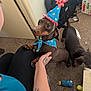 dog, dachshund, pet, party_hat, bandana, person, hand, tattoo, carpet, dog_toy, fan, indoor, celebration, brown_coat, second_dog, sitting, looking_up, paw, diaper_box, living_room