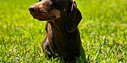 Noodles joined the competition — help win amazing prizes! dog, dachshund, pet, canine, grass, lawn, outdoor, sunlight, brown_coat, close_up, portrait, shallow_depth_of_field, green, nature, cute, whiskers, ears, nose, relaxed, lying_down