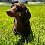 dog, dachshund, pet, canine, grass, lawn, outdoor, sunlight, brown_coat, close_up, portrait, shallow_depth_of_field, green, nature, cute, whiskers, ears, nose, relaxed, lying_down