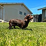 dog, dachshund, pet, backyard, grass, lawn, house, blue_sky, sunlight, outdoor, brown_coat, short_legs, portrait, bokeh, summer, domestic_animal, standing, ears, shadow, front_yard