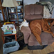 Squeaker joined the competition — help win amazing prizes! blanket, bookshelf, cat, cozy, decor, dog, floor, furniture, indoor, lamp, living_room, pet, photographs, recliner, relaxing, resting, shelf, table, trash_can, wood_floor