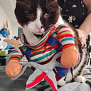 Milo is registered to the contest to win money with this photo: cat, costume, scissors, colorful, indoor, person, pet, fabric, toy, striped, black_and_white, whiskers, paws, handmade, funny, expression, holding, bed, clothing, background
