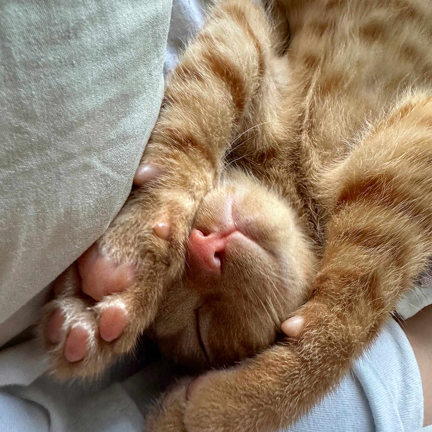 Murphy joined the competition — help win amazing prizes! abyssinian, animal, bed, blanket, cat, claw, electronics, furniture, hardware, hook, kitten, manx, person, pet, quilt, sleeping, snout