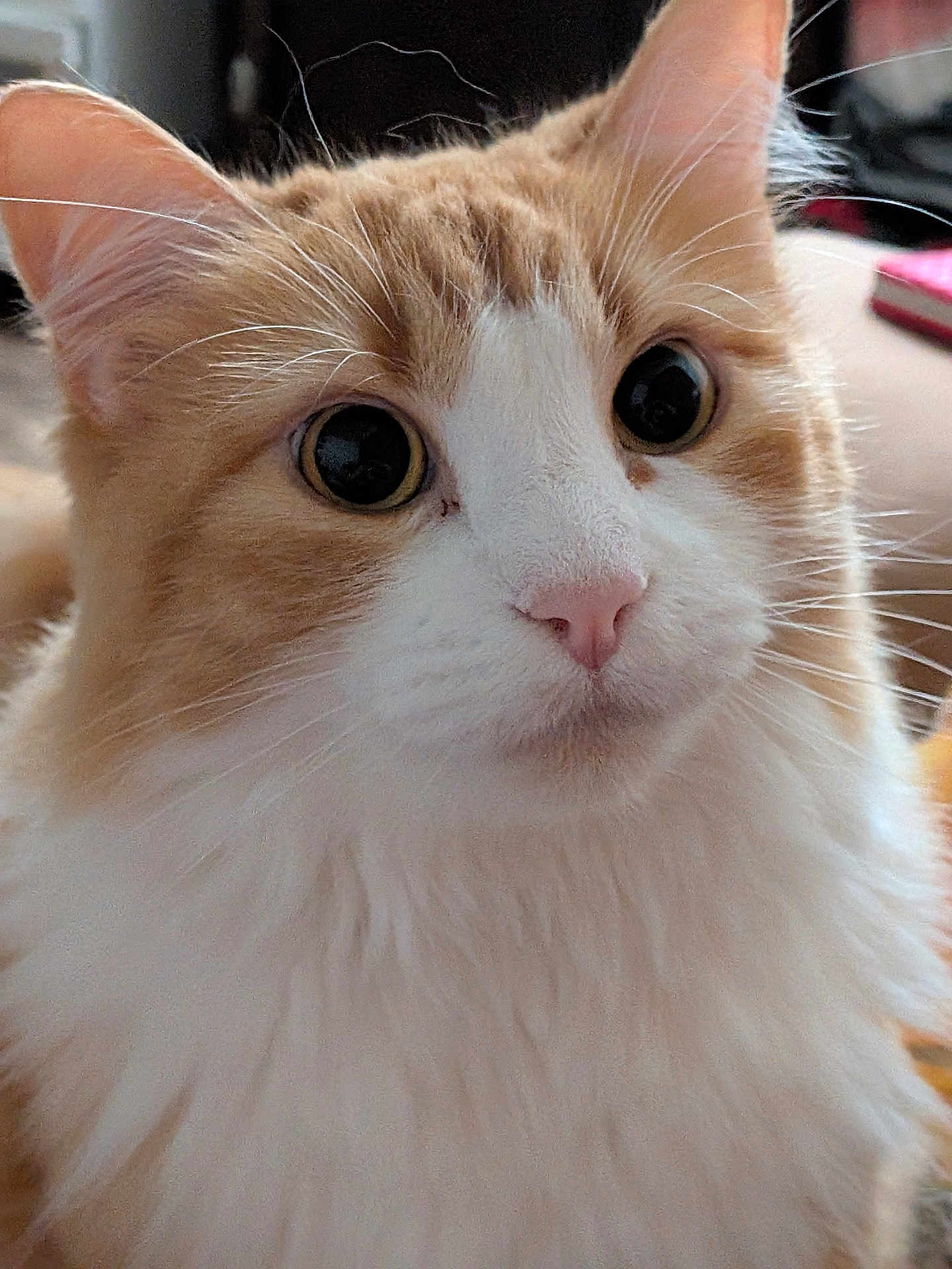 Binx is registered to the contest to win money with this photo: cat, close_up, orange_cat, white_fur, fluffy, pet, indoor, curious, whiskers, pink_nose, animal, feline, portrait, cute, domestic_cat, soft_fur, big_eyes, close_shot, face