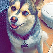 Plume a rejoint le concours — aidez-le/la à gagner de superbes lots ! dog, puppy, pet, collar, tag, floor, tile, chair, wicker, fur, ears, eyes, nose, mouth, smile, sitting, outdoor, sunlight, animal, canine