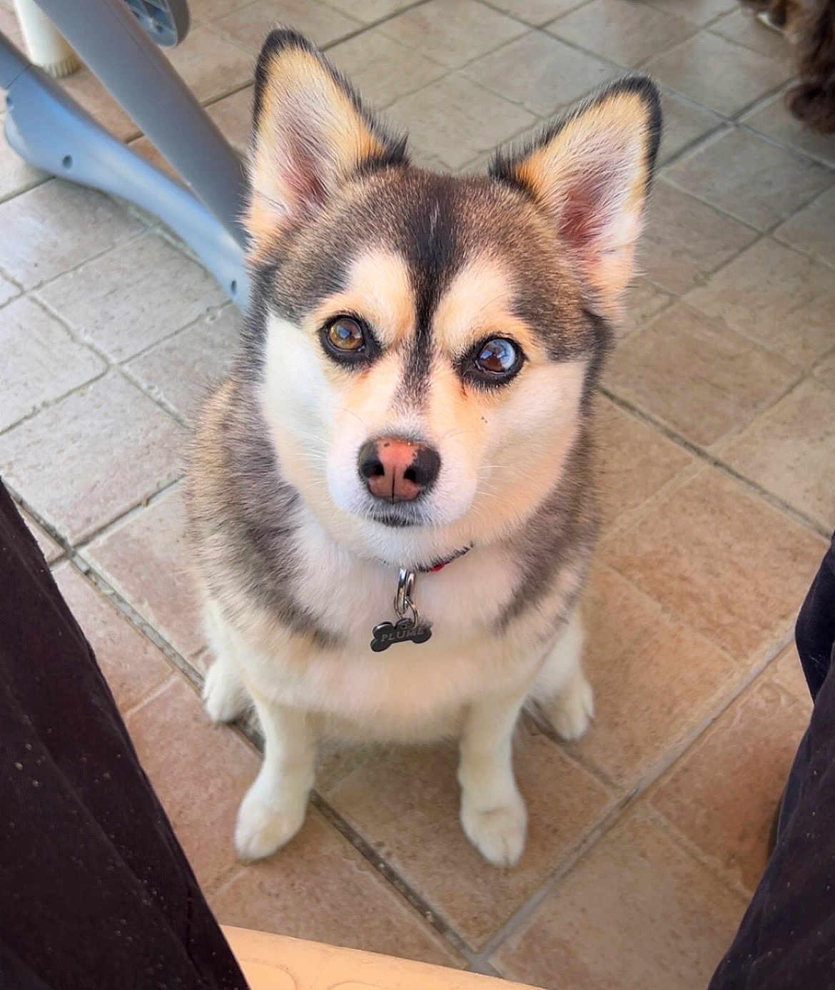 Plume a rejoint le concours — aidez-le/la à gagner de superbes lots ! dog, pet, animal, sitting, cute, fur, ears, eyes, floor, tile, collar, indoor, looking_up, muzzle, nose, paws, portrait, companion, domestic, canine