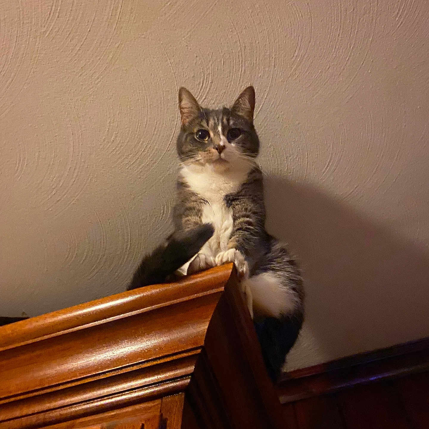 Delilah joined the competition — help win amazing prizes! abyssinian, animal, cabinet, cat, closet, cupboard, drawer, furniture, handrail, hardwood, indoors, interiordesign, kitten, manx, pet, plywood, shelf, siamese, stainedwood, wood