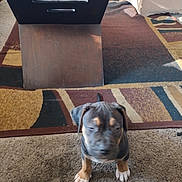 Deuce is registered to the contest to win money with this photo: animal, black, blurred, brown, carpet, couch, cute, dog, domestic, floor, furniture, home, indoor, living_room, pet, puppy, small, table, tan, young