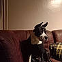 Rocky participe au concours pour gagner de l'argent avec cette photo : dog, black_and_white, sitting, leather_couch, plaid_blanket, indoor, wall, pet, animal, ears_up, looking_away, shadow, brown, white_paws, relaxed, home, furniture, companion, calm, cozy