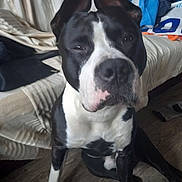 Mohamed Boundouz a rejoint le concours — aidez-le/la à gagner de superbes lots ! animal, black_and_white, calm, canine, close_up, clothing, companion, couch, dog, domestic, ears, ears_up, face, floor, furniture, indoor, pet, resting, sitting, wood_floor