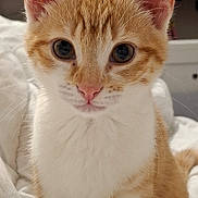 Irys a rejoint le concours — aidez-le/la à gagner de superbes lots ! animal, bed, blanket, cat, closeup, cozy, cute, domestic_cat, ears, eyes, feline, fur, indoor, kitten, orange_cat, pet, portrait, whiskers, white_fur, young_cat