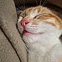 Irys a rejoint le concours — aidez-le/la à gagner de superbes lots ! cat, sleeping, close_up, orange_cat, white_fur, pink_nose, whiskers, soft_texture, cozy, blanket, relaxed, pet, animal, cute, feline, resting, indoor, fur, peaceful, nap