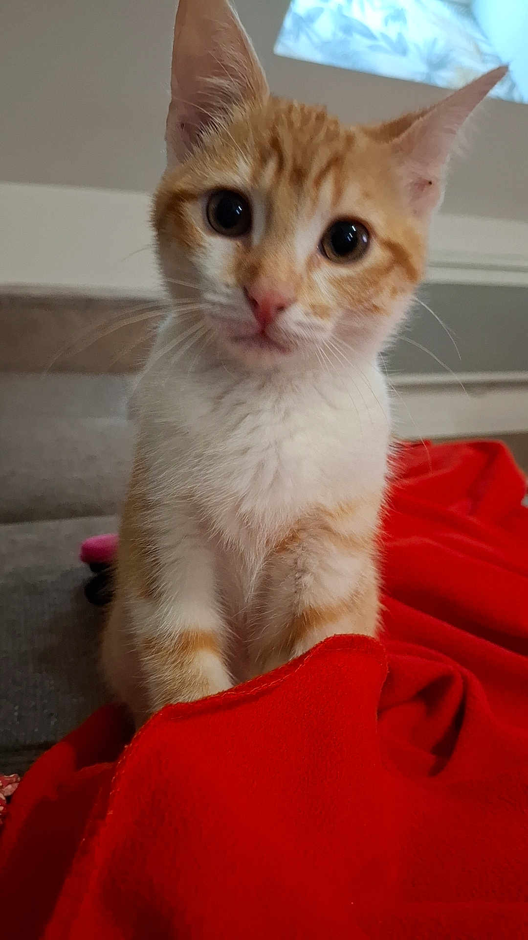 Irys participe au concours pour gagner de l'argent avec cette photo : cat, kitten, orange_cat, white_cat, pet, animal, indoor, blanket, red_blanket, curious, whiskers, feline, cute, young_cat, close_up, fur, soft, sitting, looking, domestic_cat