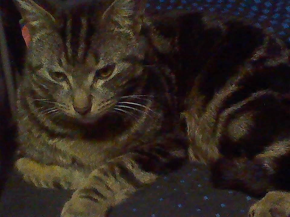 Dandelion is registered to the contest to win money with this photo: carnivore, cat, cat_supply, claw, domestic_short_haired_cat, felidae, fur, paw, small_to_medium_sized_cats, snout, tail, terrestrial_animal, whiskers, wildlife