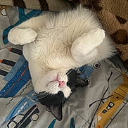 Temu is registered to the contest to win money with this photo: airplane_pattern, animal, black_and_white, blanket, car_pattern, cat, cozy, cute, ear, fluffy, fur, indoor, lying_down, patterned_blanket, paws_curled, pet, pink_nose, relaxed, sleepy, whiskers