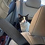 Temu is registered to the contest to win money with this photo: alert, animal, backseat, black_and_white, car, cat, curious, daylight, domestic_animal, feline, headrest, interior, leather, pet, seat, seatbelt, transportation, travel, vehicle, window