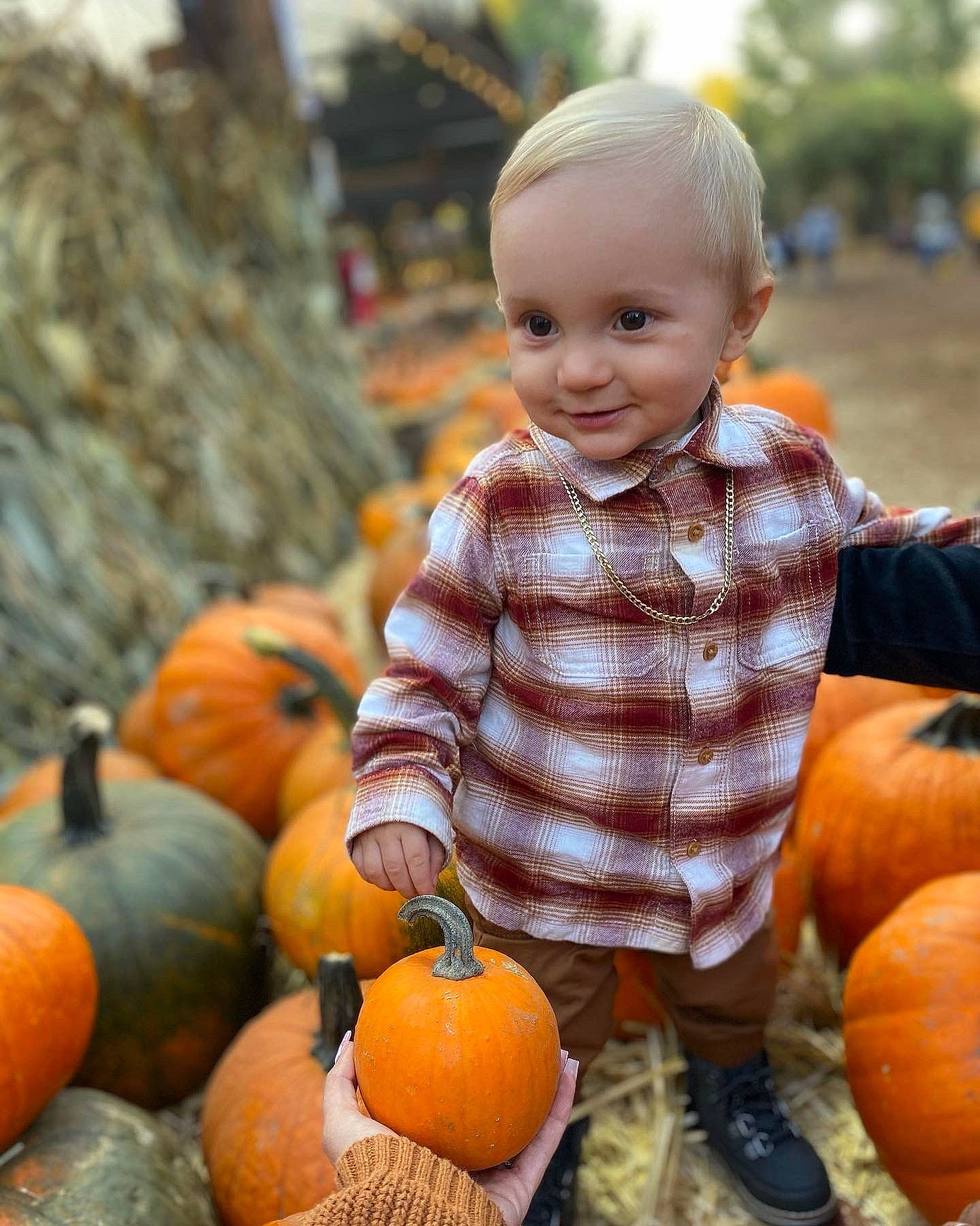 Kaiden is registered to the contest to win money with this photo: arm, calabaza, cucurbita, dress, gourd, grass, happy, leaf, leg, natural_foods, orange, people_in_nature, person, plant, pumpkin, smile, squash, toddler, vegetable, whole_food