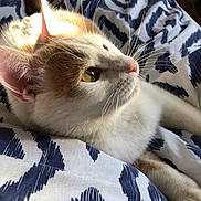 Filou a rejoint le concours — aidez-le/la à gagner de superbes lots ! cat, close_up, whiskers, golden_eyes, fur, pet, indoor, blanket, patterned_blanket, relaxed, feline, soft_light, side_view, animal, curious, domestic_cat, resting, cozy, bed, warm_light