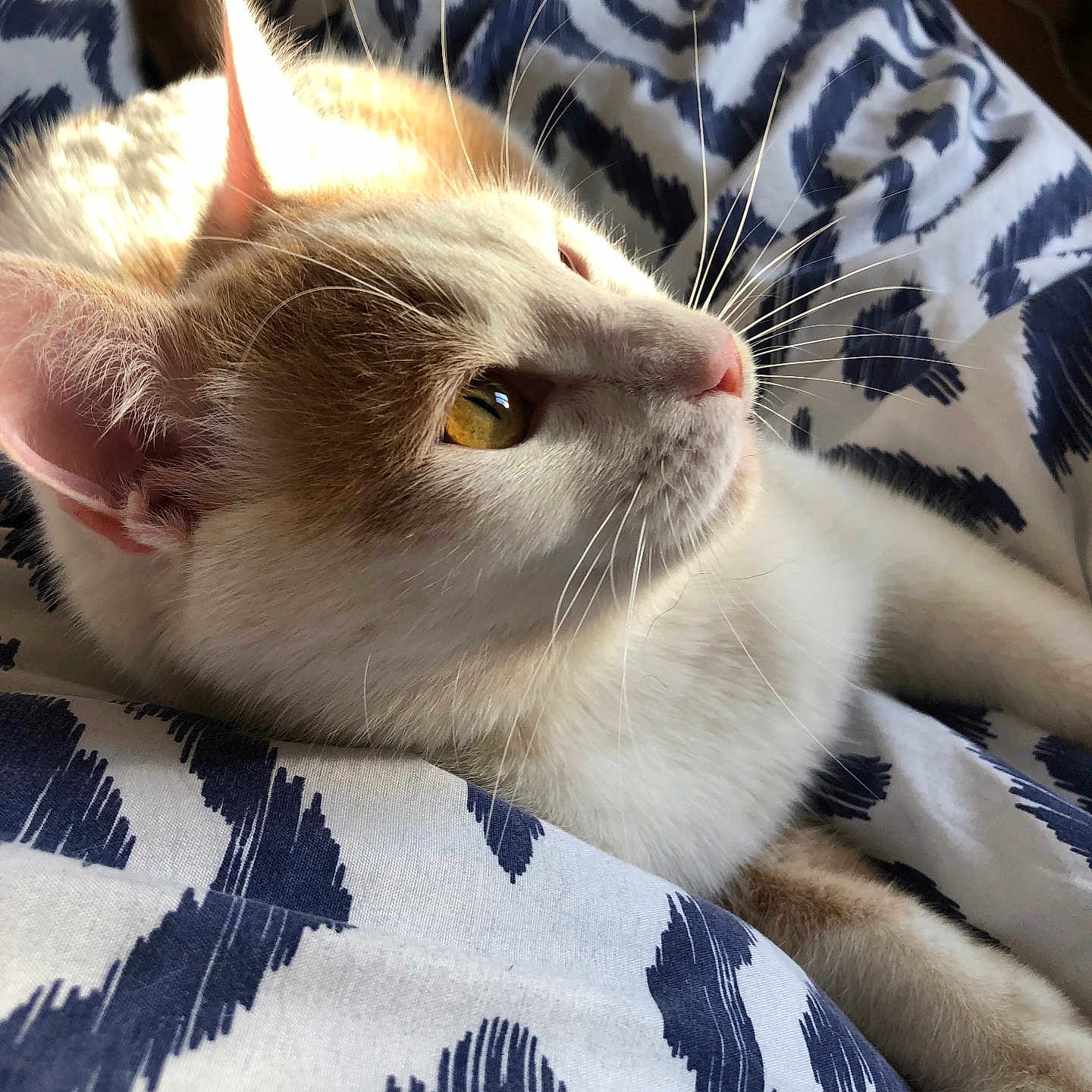 Filou a rejoint le concours — aidez-le/la à gagner de superbes lots ! animal, bed, blanket, cat, close_up, cozy, curious, domestic_cat, feline, fur, golden_eyes, indoor, patterned_blanket, pet, relaxed, resting, side_view, soft_light, warm_light, whiskers
