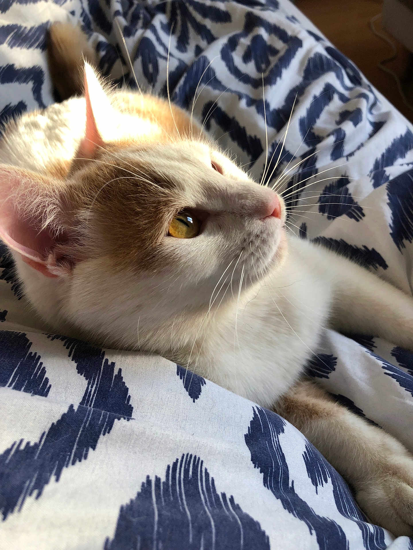 Filou a rejoint le concours — aidez-le/la à gagner de superbes lots ! cat, close_up, whiskers, golden_eyes, fur, pet, indoor, blanket, patterned_blanket, relaxed, feline, soft_light, side_view, animal, curious, domestic_cat, resting, cozy, bed, warm_light