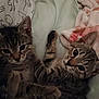 bedding, big_eyes, blanket, cat, closeup, cozy, cuddling, cute, domestic_animal, fur, indoor, kitten, paws, playful, portrait, resting, striped_pattern, tabby_cat, two_kittens, whiskers