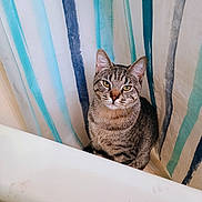 Flexis And Oscar is registered to the contest to win money with this photo: cat, tabby_cat, bathtub, shower_curtain, striped, indoor, pet, feline, curious, sitting, bathroom, closeup, animal, cute, domestic_animal, whiskers, ears, fur, yellow_eyes, portrait
