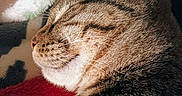 Flexis And Oscar joined the competition — help win amazing prizes! blanket, cat, close_up, cozy, domestic_cat, ear, feline, fur, indoor, muzzle, nap, nose, pet, portrait, relaxation, sleeping, tabby_cat, texture, warmth, whiskers