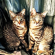 Flexis And Oscar joined the competition — help win amazing prizes! animal, cat, companions, cozy, curtain, cushion, domestic, ears, feline, fur, indoor, looking_at_camera, names, pet, sitting, striped, tabby_cat, text_overlay, two_animals, whiskers