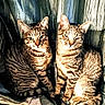 animal, cat, companions, cozy, curtain, cushion, domestic, ears, feline, fur, indoor, looking_at_camera, names, pet, sitting, striped, tabby_cat, text_overlay, two_animals, whiskers