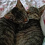 animal, bed, blanket, cat, close_up, cozy, cuddle, domestic_cat, ears, fur, indoor, kitten, mammal, nap, pair, pet, sleeping, sleeping_together, tabby, whiskers